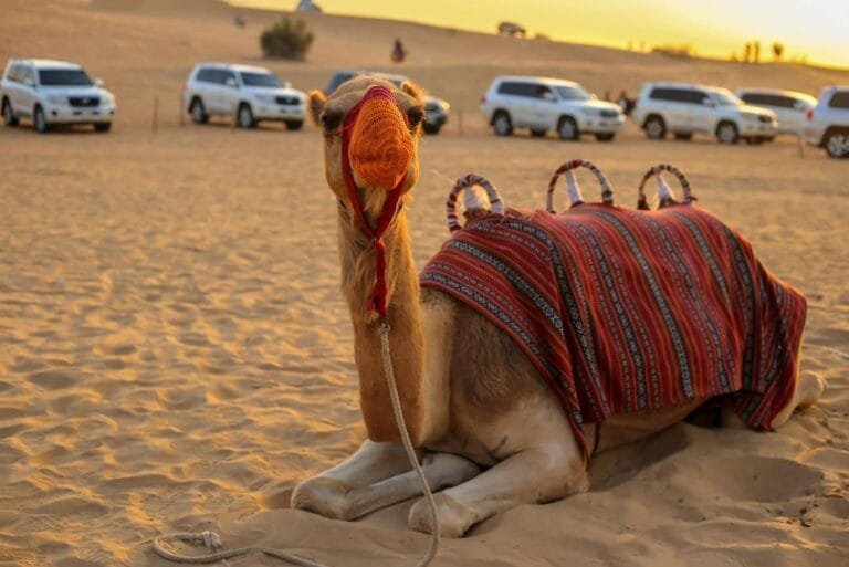 desert safari Bedouin camp tents