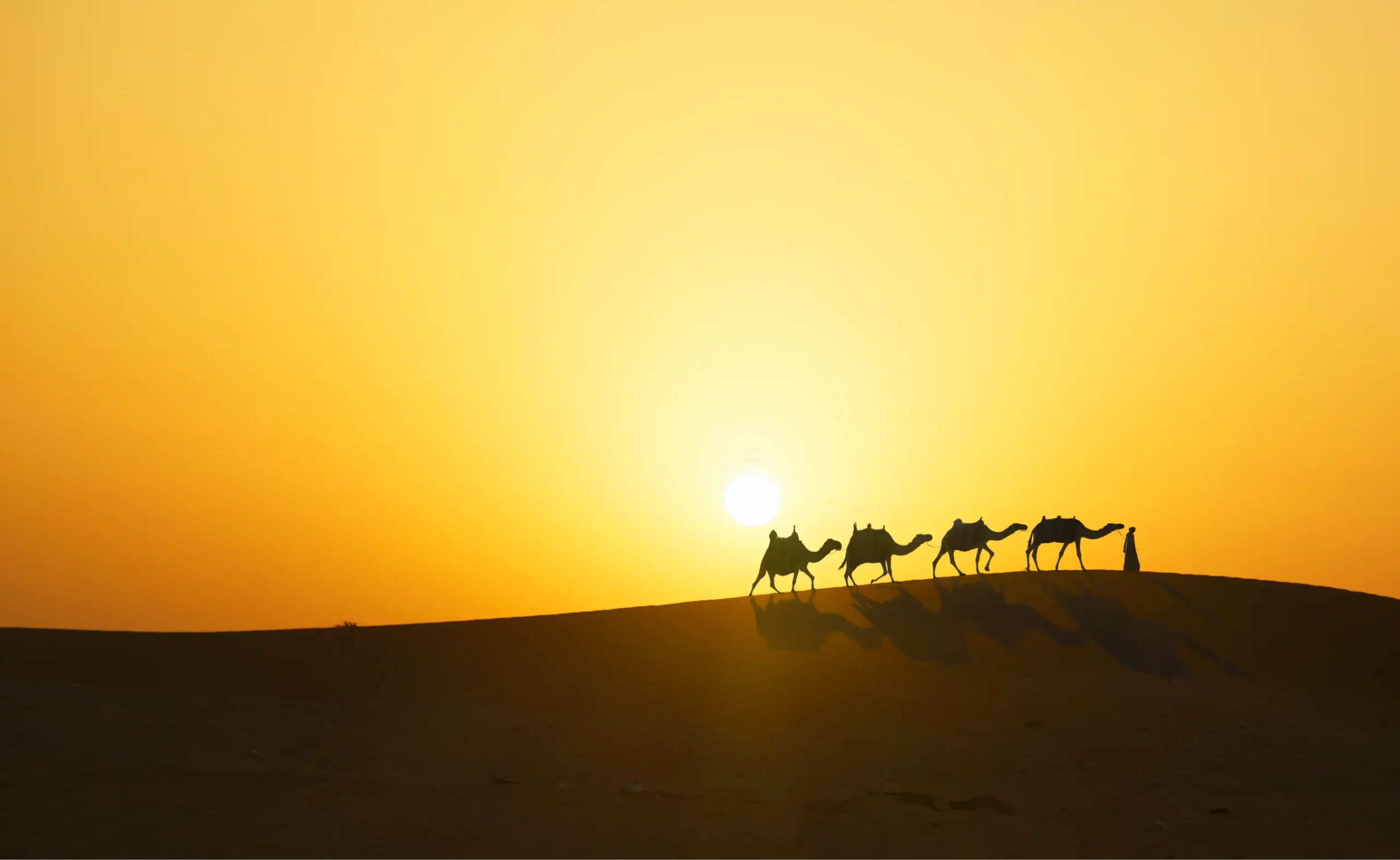 Camel caravan at sunset in Abu Dhabi — camel ride Abu Dhabi