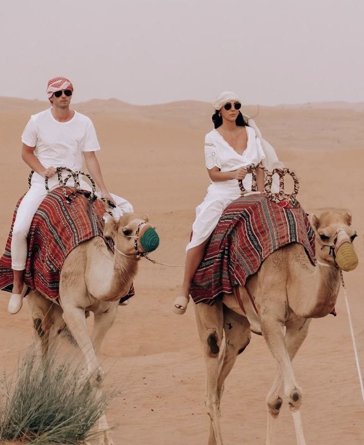 Multiple camels lined up for camel ride at Abu Dhabi desert safari