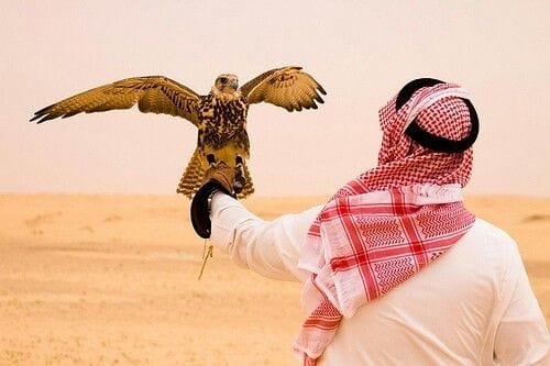 An Emirati falconer holding his falcon at the desert camp