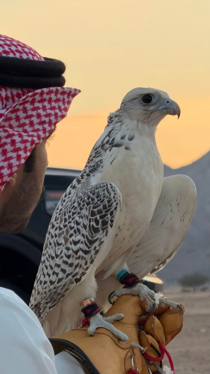 Falcon photo experience Abu Dhabi desert safari