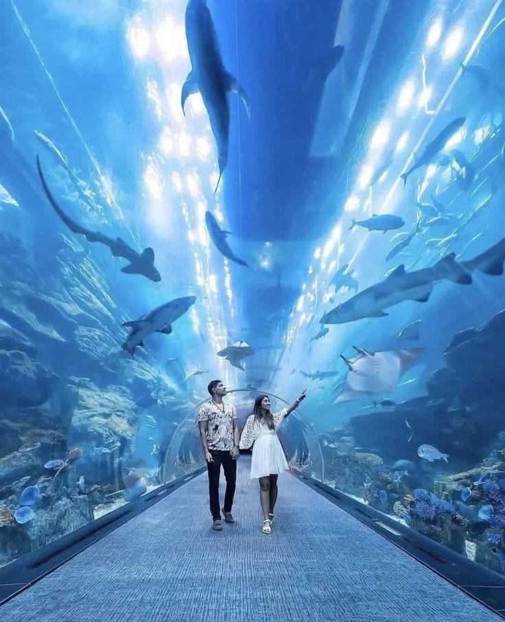 Dubai Aquarium Tunnel – Things to Do in Dubai With Kids
