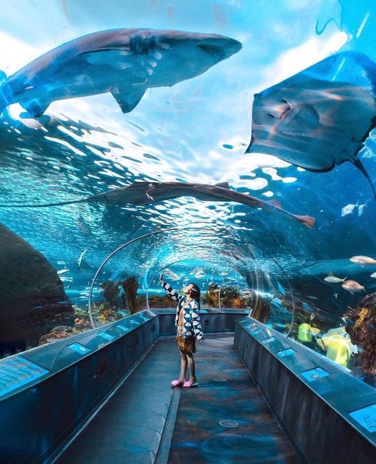 Dubai Aquarium Stingray – Things to Do in Dubai Mall